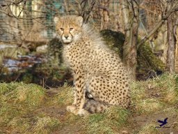 Tiergarten Schönbrunn am 27.01.2026